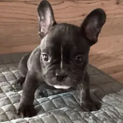 LUCKY the French bulldog Love Puppy Black Brindle