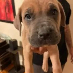 Dog Cane Corso