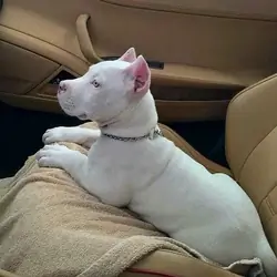 Pitbull Puppies with great temperaments