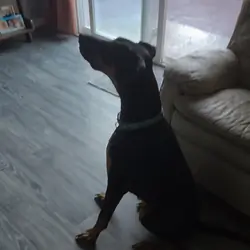 Doberman Pinscher