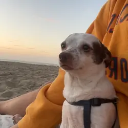 Mochi