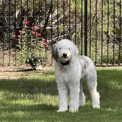 Sheepadoodle Female