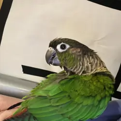 Conure bird