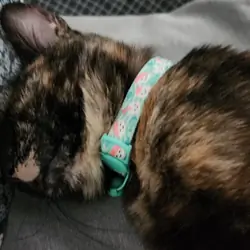 Free older kitten