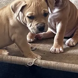 Cutest baby pits