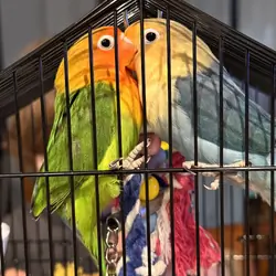 Lovebirds