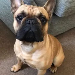 French Bulldog