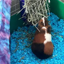 Guinea pig for adoption - Fairfax, Virginia