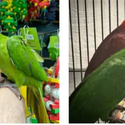 Buy Exotic Parrots Online - Pet Birds Shop