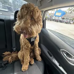 Golden doodle