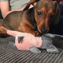 Dachshund puppies for new homes