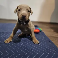 Doberman pinscher