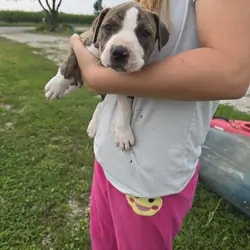 Puppies
