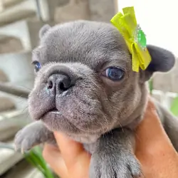 Frenchie bulldog