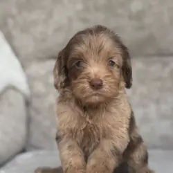 F1 health tested cockapoo puppies