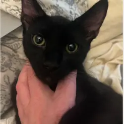 MaineCoon Kitty Mix