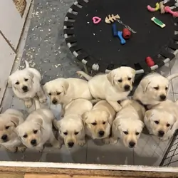 Labrador Puppies