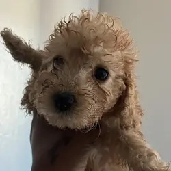 Cockapoo’s