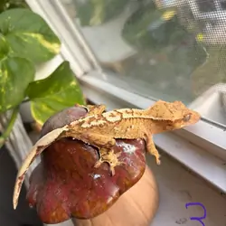 Crested geckos