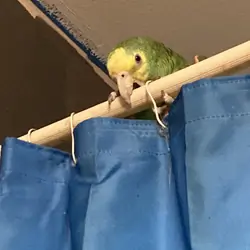 Double yellow headed Amazon parrot