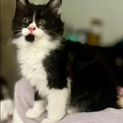 Ragdoll MaineCoon Mix Kitten