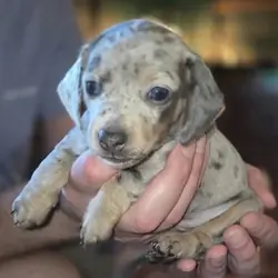 Isabella Dachshund Puppies – 2 Adorable Males! 🐾