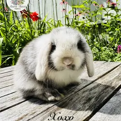 Holland lop