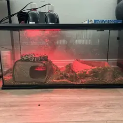 Adult Ball Python