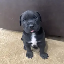 Presa puppy