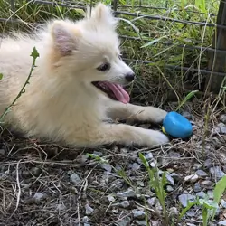 Doggo