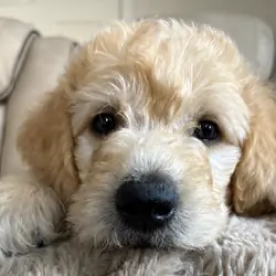 F2 Goldendoodle x Labradoodle Puppies