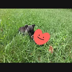 Tiny male chihuahua