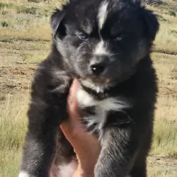 AKC Siberian Husky Puppies
