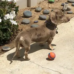 Dachshund Stud