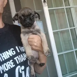 3 Pugs