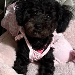 Adorable 6-Month-Old Female Maltipoo