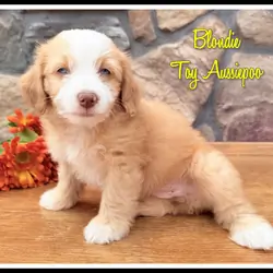 Blondie Female Toy Aussiepoo