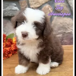Coco Female Toy Aussiepoo