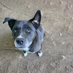 Husky-Lab/American Pitbull Terrier