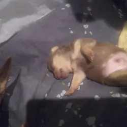 FEMALES MINIATURE PINCHER PUPPYS