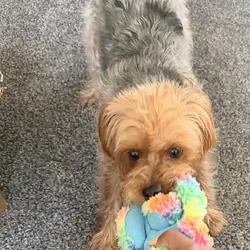 Yorkie