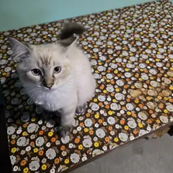 3 male Siamese / Ragdoll kittens