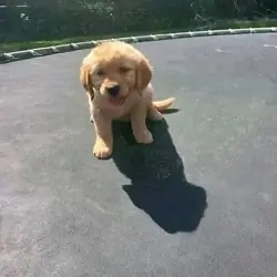 10-Week-Old Golden Retriever Puppy for Adoption