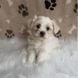 ADORABLE Maltipoo Puppy – Ready to Travel to You!