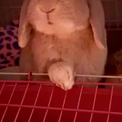 Adult holland lop bunny