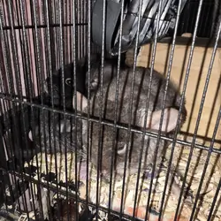 Chinchillas