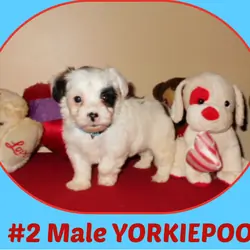FIRST-GENERATION CKC POODLE and YORKIEPOO puppies