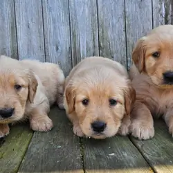 AKC Golden Retriever Puppies