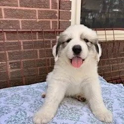 Great Pyreneese Puppies