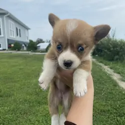 Corgi puppies